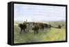 Cowboys Driving a Longhorn Herd on the Great Cattle Trail 1800-null-Framed Stretched Canvas