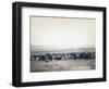 Cowboys herding cattle, c.1890-John C. H. Grabill-Framed Photographic Print