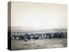 Cowboys herding cattle, c.1890-John C. H. Grabill-Stretched Canvas