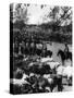 Cowboys Herding Cattle in Chili Photograph - Chile-Lantern Press-Stretched Canvas