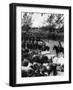 Cowboys Herding Cattle in Chili Photograph - Chile-Lantern Press-Framed Art Print