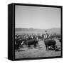 Cowboys of the Bannock Shoshone are Shown During the Annual Fall Roundup of Cattle-null-Framed Stretched Canvas
