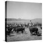 Cowboys of the Bannock Shoshone are Shown During the Annual Fall Roundup of Cattle-null-Stretched Canvas