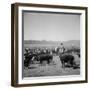 Cowboys of the Bannock Shoshone are Shown During the Annual Fall Roundup of Cattle-null-Framed Photographic Print