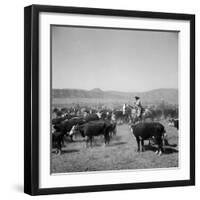 Cowboys of the Bannock Shoshone are Shown During the Annual Fall Roundup of Cattle-null-Framed Photographic Print