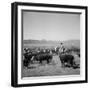 Cowboys of the Bannock Shoshone are Shown During the Annual Fall Roundup of Cattle-null-Framed Photographic Print