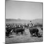 Cowboys of the Bannock Shoshone are Shown During the Annual Fall Roundup of Cattle-null-Mounted Photographic Print