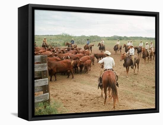 Cowboys on the King Ranch Move Santa Gertrudis Cattle from the Roundup Area Into the Working Pens-Ralph Crane-Framed Stretched Canvas