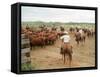 Cowboys on the King Ranch Move Santa Gertrudis Cattle from the Roundup Area Into the Working Pens-Ralph Crane-Framed Stretched Canvas