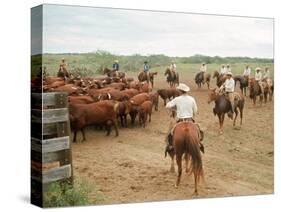 Cowboys on the King Ranch Move Santa Gertrudis Cattle from the Roundup Area Into the Working Pens-Ralph Crane-Stretched Canvas