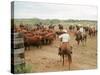 Cowboys on the King Ranch Move Santa Gertrudis Cattle from the Roundup Area Into the Working Pens-Ralph Crane-Stretched Canvas