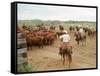 Cowboys on the King Ranch Move Santa Gertrudis Cattle from the Roundup Area Into the Working Pens-Ralph Crane-Framed Stretched Canvas