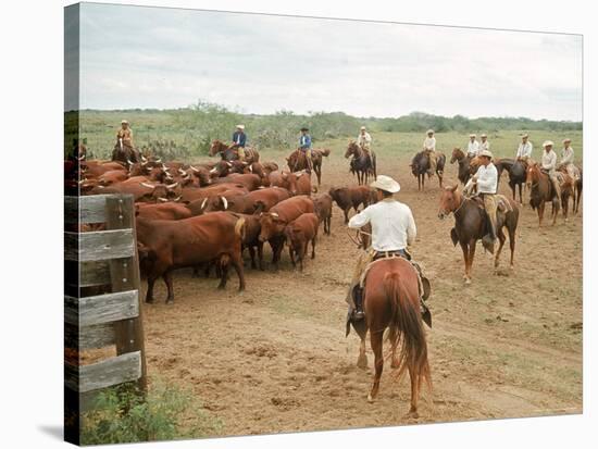 Cowboys on the King Ranch Move Santa Gertrudis Cattle from the Roundup Area Into the Working Pens-Ralph Crane-Stretched Canvas