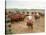 Cowboys on the King Ranch Move Santa Gertrudis Cattle from the Roundup Area Into the Working Pens-Ralph Crane-Stretched Canvas
