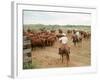 Cowboys on the King Ranch Move Santa Gertrudis Cattle from the Roundup Area Into the Working Pens-Ralph Crane-Framed Photographic Print