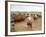 Cowboys on the King Ranch Move Santa Gertrudis Cattle from the Roundup Area Into the Working Pens-Ralph Crane-Framed Photographic Print