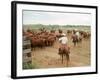 Cowboys on the King Ranch Move Santa Gertrudis Cattle from the Roundup Area Into the Working Pens-Ralph Crane-Framed Photographic Print