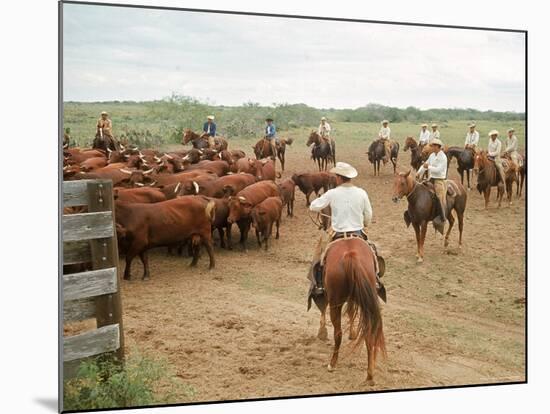 Cowboys on the King Ranch Move Santa Gertrudis Cattle from the Roundup Area Into the Working Pens-Ralph Crane-Mounted Photographic Print