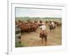 Cowboys on the King Ranch Move Santa Gertrudis Cattle from the Roundup Area Into the Working Pens-Ralph Crane-Framed Photographic Print