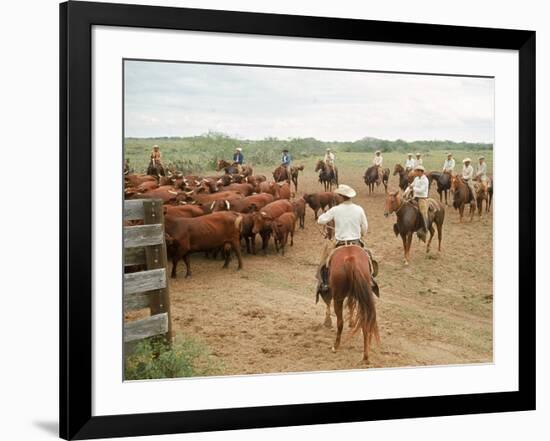 Cowboys on the King Ranch Move Santa Gertrudis Cattle from the Roundup Area Into the Working Pens-Ralph Crane-Framed Photographic Print