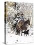 Cowboys Riding in Autumn Aspens with a Fresh Snowfall-Terry Eggers-Stretched Canvas