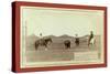 Cowboys, Roping a Buffalo on the Plains-John C. H. Grabill-Stretched Canvas