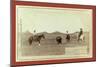 Cowboys, Roping a Buffalo on the Plains-John C. H. Grabill-Mounted Giclee Print