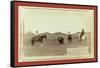 Cowboys, Roping a Buffalo on the Plains-John C. H. Grabill-Framed Stretched Canvas