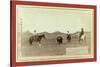 Cowboys, Roping a Buffalo on the Plains-John C. H. Grabill-Stretched Canvas