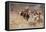 Cowboys Trying to Check a Cattle Stampede-W.r. Leigh-Framed Stretched Canvas