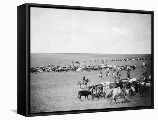 Cowboys with Cattle on the Range Photograph - Belle Fourche, SD-Lantern Press-Framed Stretched Canvas