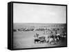 Cowboys with Cattle on the Range Photograph - Belle Fourche, SD-Lantern Press-Framed Stretched Canvas