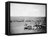 Cowboys with Cattle on the Range Photograph - Belle Fourche, SD-Lantern Press-Framed Stretched Canvas