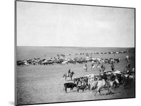 Cowboys with Cattle on the Range Photograph - Belle Fourche, SD-Lantern Press-Mounted Art Print
