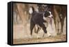 Cowdog Helping with round Up-Terry Eggers-Framed Stretched Canvas