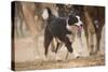 Cowdog Helping with round Up-Terry Eggers-Stretched Canvas