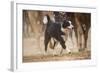 Cowdog Helping with round Up-Terry Eggers-Framed Photographic Print