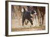 Cowdog Helping with round Up-Terry Eggers-Framed Photographic Print