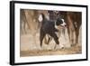 Cowdog Helping with round Up-Terry Eggers-Framed Photographic Print