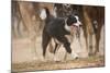 Cowdog Helping with round Up-Terry Eggers-Mounted Photographic Print