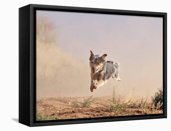 Cowdog Taking a Flying Leap, Flitner Ranch, Shell, Wyoming, USA-Carol Walker-Framed Stretched Canvas