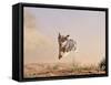 Cowdog Taking a Flying Leap, Flitner Ranch, Shell, Wyoming, USA-Carol Walker-Framed Stretched Canvas