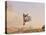 Cowdog Taking a Flying Leap, Flitner Ranch, Shell, Wyoming, USA-Carol Walker-Stretched Canvas