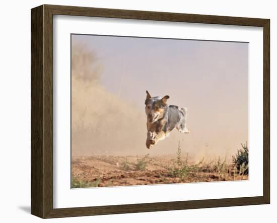 Cowdog Taking a Flying Leap, Flitner Ranch, Shell, Wyoming, USA-Carol Walker-Framed Photographic Print