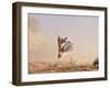 Cowdog Taking a Flying Leap, Flitner Ranch, Shell, Wyoming, USA-Carol Walker-Framed Photographic Print