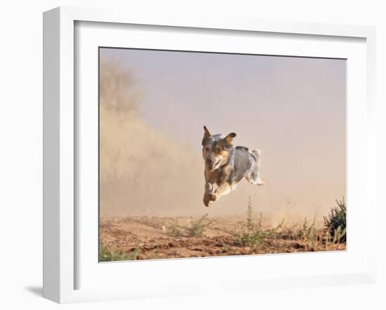 Cowdog Taking a Flying Leap, Flitner Ranch, Shell, Wyoming, USA-Carol Walker-Framed Photographic Print