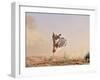 Cowdog Taking a Flying Leap, Flitner Ranch, Shell, Wyoming, USA-Carol Walker-Framed Photographic Print