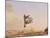 Cowdog Taking a Flying Leap, Flitner Ranch, Shell, Wyoming, USA-Carol Walker-Mounted Photographic Print