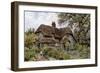 Cowdray's Cottage, Midhurst, Sussex-Alfred Robert Quinton-Framed Giclee Print