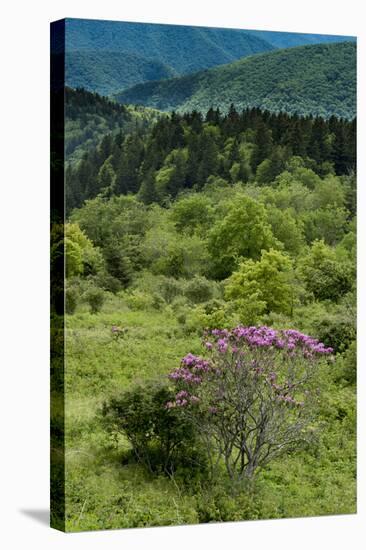 Cowee Mountain Overlook, Blue Ridge Parkway, North Carolina-Howie Garber-Stretched Canvas